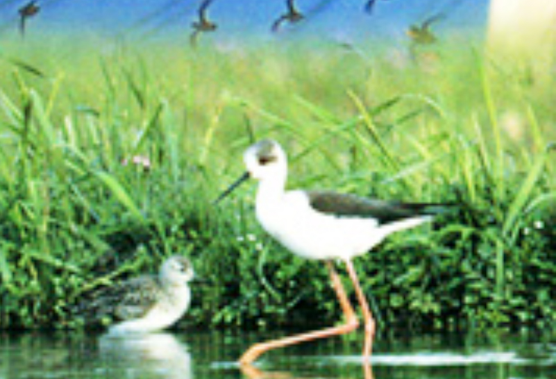 阿知須共立病院 きらら浜自然観察公園